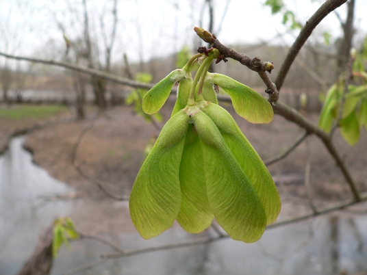{Acer saccharinum}